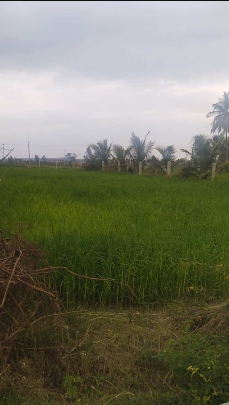 Agricultural Land 50 Acre For Sale In Chikkaballapur ChikBallapur