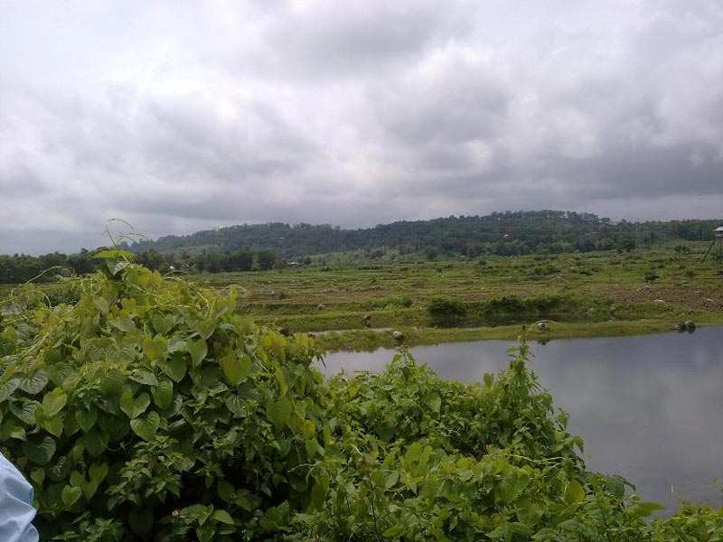 100 Bigha Residential Land / Plot for Sale in SiliguriDarjeeling