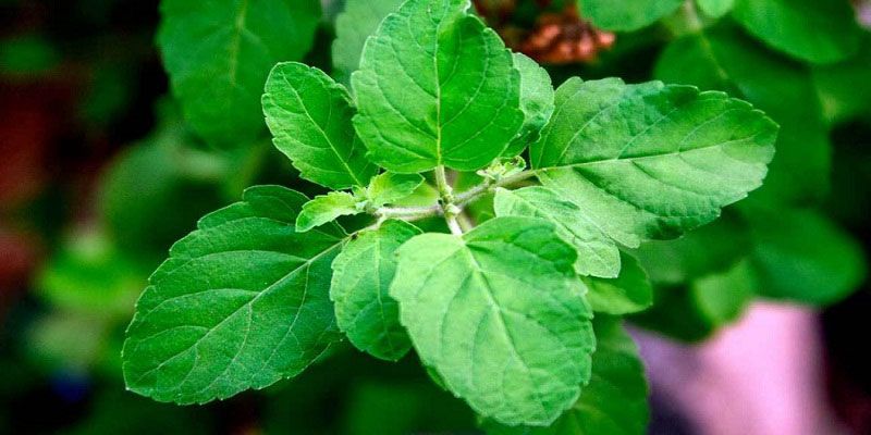 Where Should You Place Tulsi Plant At Home Know It From a Vastu