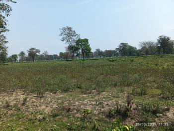 TEA EASTATE & FARM LAND