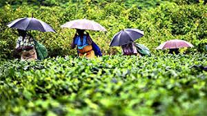 TEA EASTATE & FARM LAND