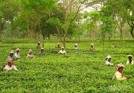 TEA EASTATE & FARM LAND