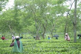 TEA EASTATE & FARM LAND
