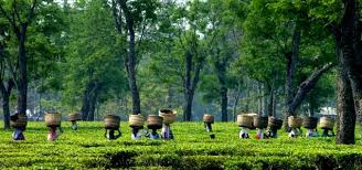 TEA EASTATE & FARM LAND