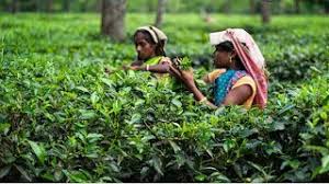 TEA EASTATE & FARM LAND