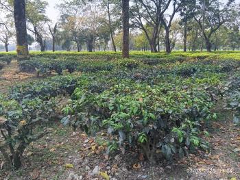 TEA EASTATE & FARM LAND