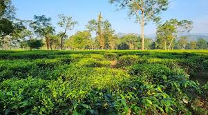 TEA EASTATE & FARM LAND