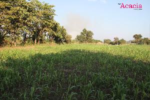 FDCC Acacia