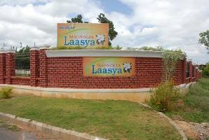 Magnolia Lasya