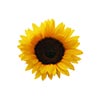 AVS Sunfield