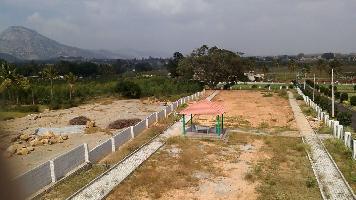 Sitrus Nandi View