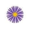 Leverage Aster