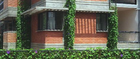 Total Environment Bougainvillea