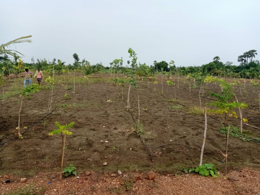 Aamogha Gardens, East Godavari - Farm Land