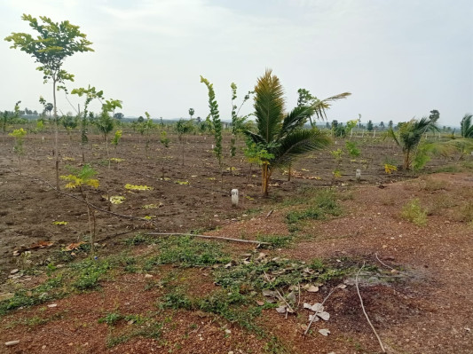 Aamogha Gardens, East Godavari - Farm Land