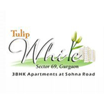 Tulip White