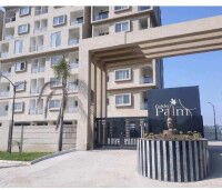 Gmr Golden Palm