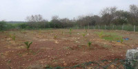 Wellness Farm