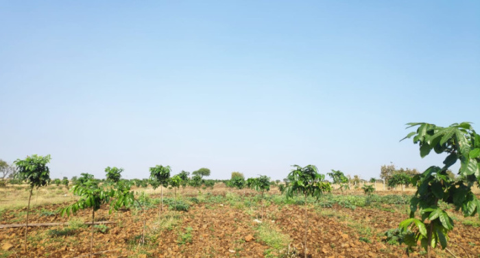 Dream Farms Phase 3, Sangareddy - Farms Land