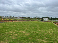 Dream Meadows