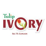 Tulip Ivory