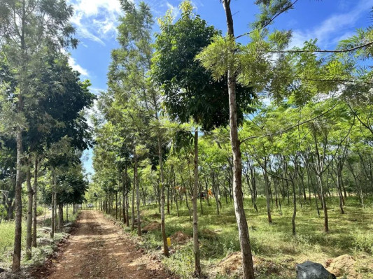 Silver Woods, Krishnagiri - Farm Land