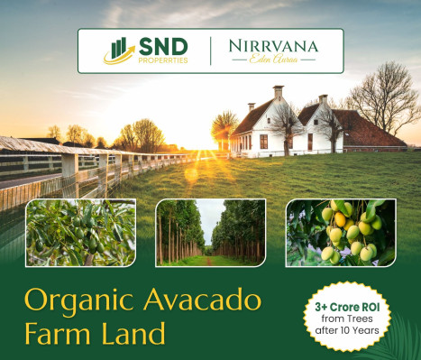 Nirrvana Farm Land, Dharwad - Organic Avocado Farm Land