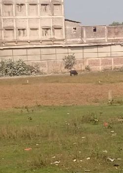 Green City, Danapur, Patna