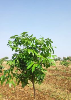 Dream Farms Phase 3, Suchitra Road, Hyderabad