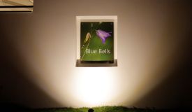 alekhya Blue Bells, Hyderabad - alekhya Blue Bells