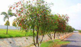 JR Meadows, Bangalore - JR Meadows