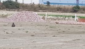 Country Farms, Noida - Residential Plots