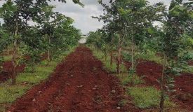 Green Trees Plantation