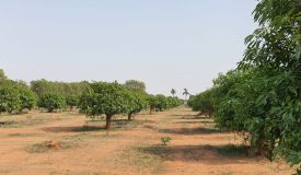 Keerthi Fortune Fruit Farms, Mahbubnagar - Farm House