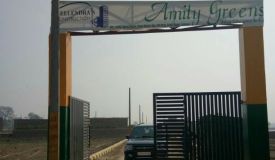Amity Greens
