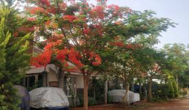 Citrus Earth Villas, Bangalore - Citrus Earth Villas