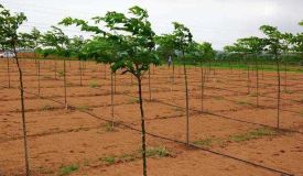 Green Acres, Hyderabad - Green Acres