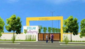 Stellar Mulberry
