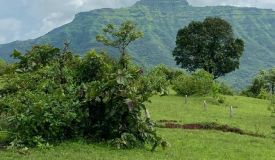 Paal Hills, Pune - Paal Hills