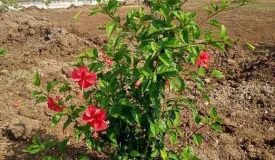 Pannai Nilam