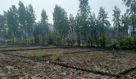 Radhey Shyam Colony, Mainpuri - Commercial Plots