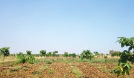 Dream Farms Phase 3, Sangareddy - Farms Land
