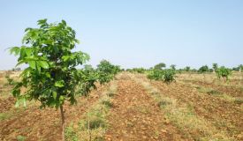 Dream Farms Phase 3, Sangareddy - Farms Land