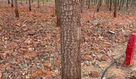 Red Sandalwood Farmland, Prakasam - Farms Land