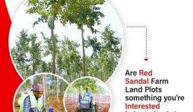Red Sandalwood Farmland