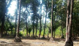 Cliff Haven, Raigad - 1/2 BHK Apartment