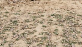 Hills Court, Ranchi - Residential Plots