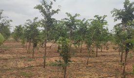 Aadhira Sandalwood Farms, Thiruvallur - Agriculture Lands