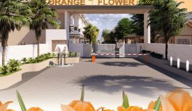 Orange Flower Valley