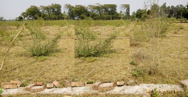Shine Paradise Garden, Lucknow - Shine Paradise Garden